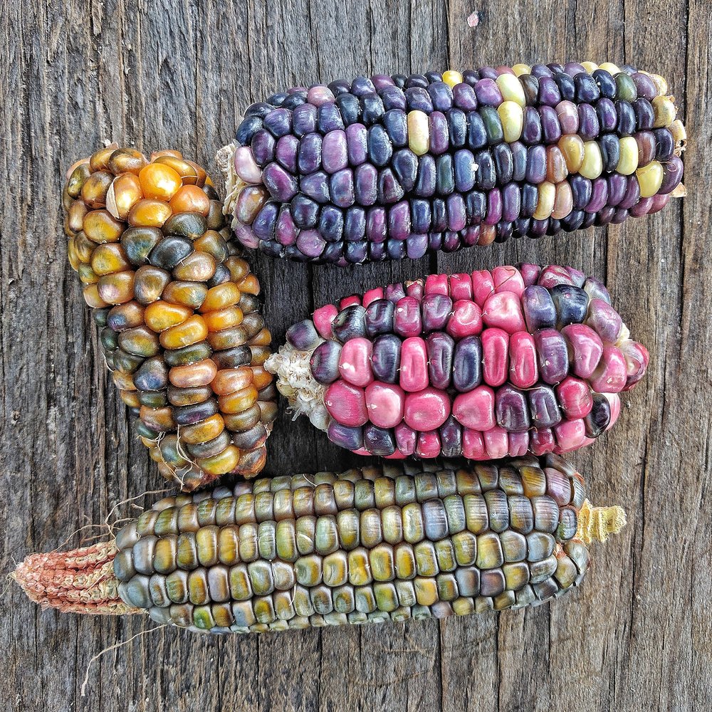 Landrace corn experiment